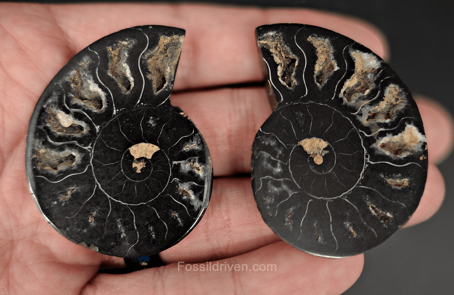 Cut & Polished Black Ammonite Fossil – 1.97" Display Specimen - Fossil Driven