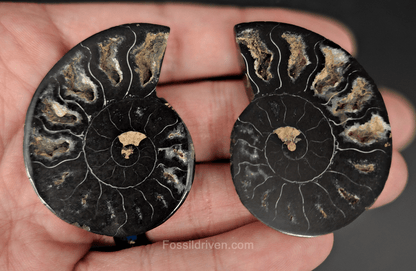 Cut & Polished Black Ammonite Fossil – 1.97" Display Specimen - Fossil Driven