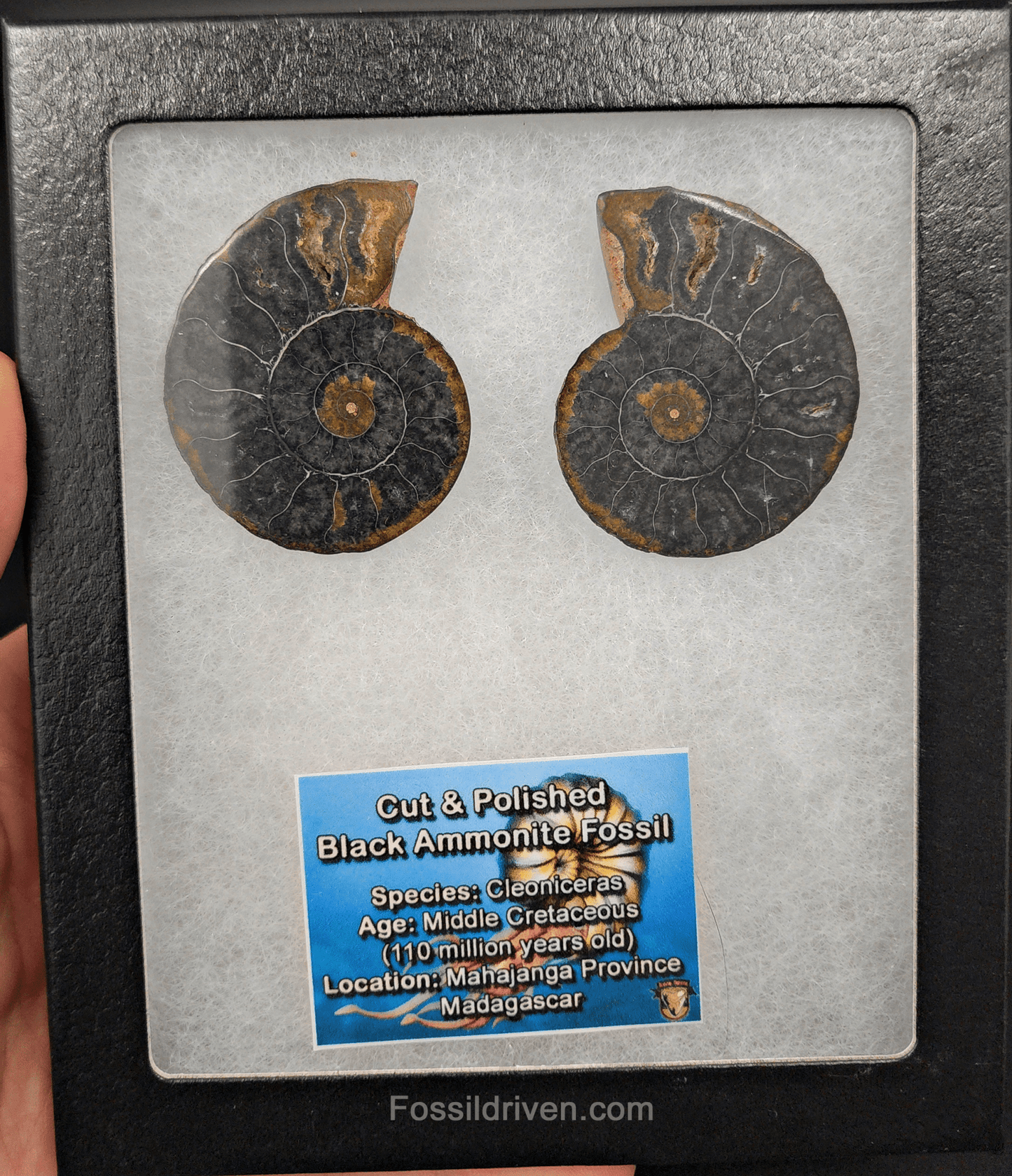 Cut & Polished Black Ammonite Fossil – 1.97" Display Specimen - Fossil Driven