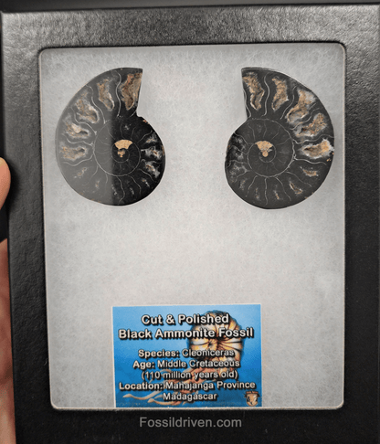 Cut & Polished Black Ammonite Fossil – 1.97" Display Specimen - Fossil Driven