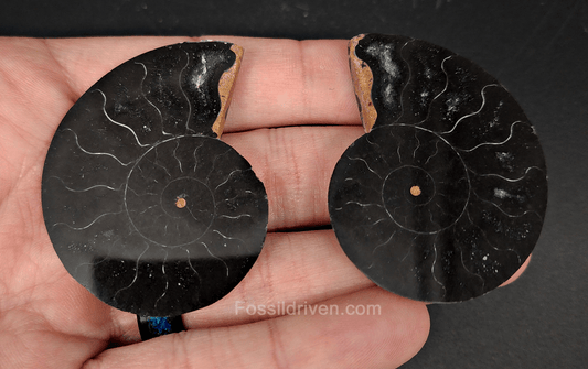 Cut & Polished Black Ammonite Fossil – 2.01" Display Specimen - Fossil Driven