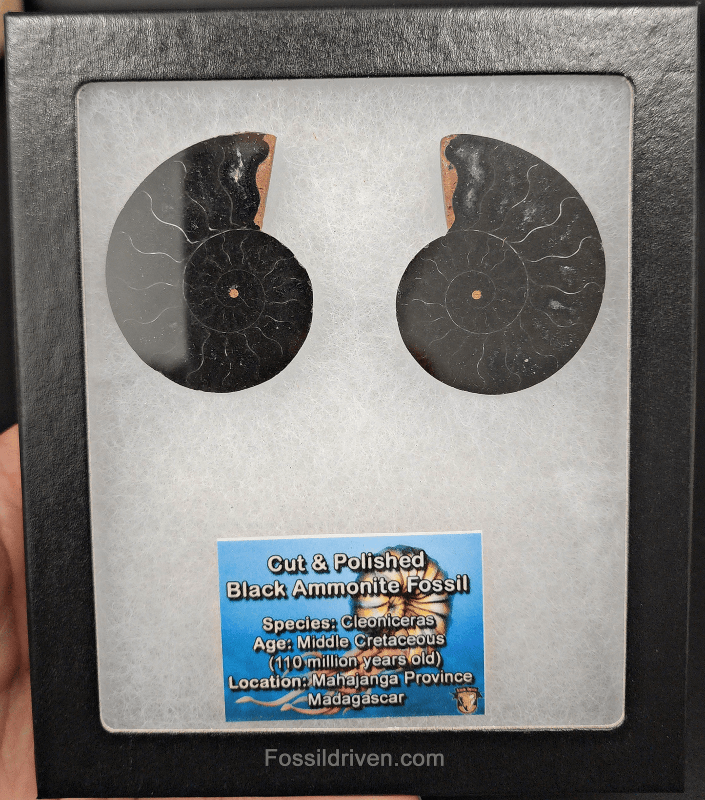 Cut & Polished Black Ammonite Fossil – 2.01" Display Specimen - Fossil Driven