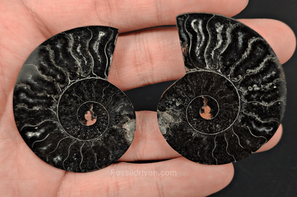 Cut & Polished Black Ammonite Fossil – 2.02" Display Specimen - Fossil Driven