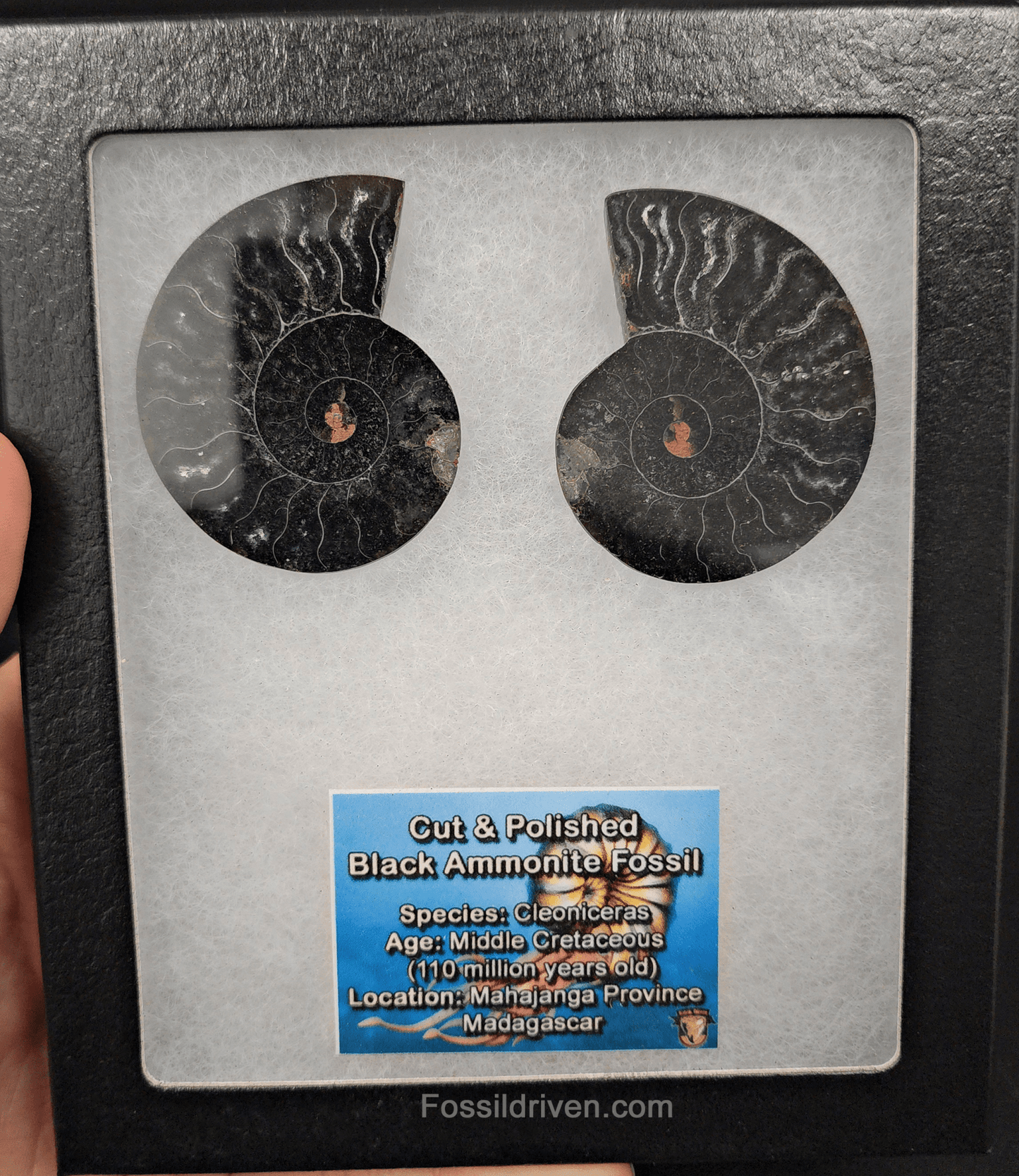 Cut & Polished Black Ammonite Fossil – 2.02" Display Specimen - Fossil Driven