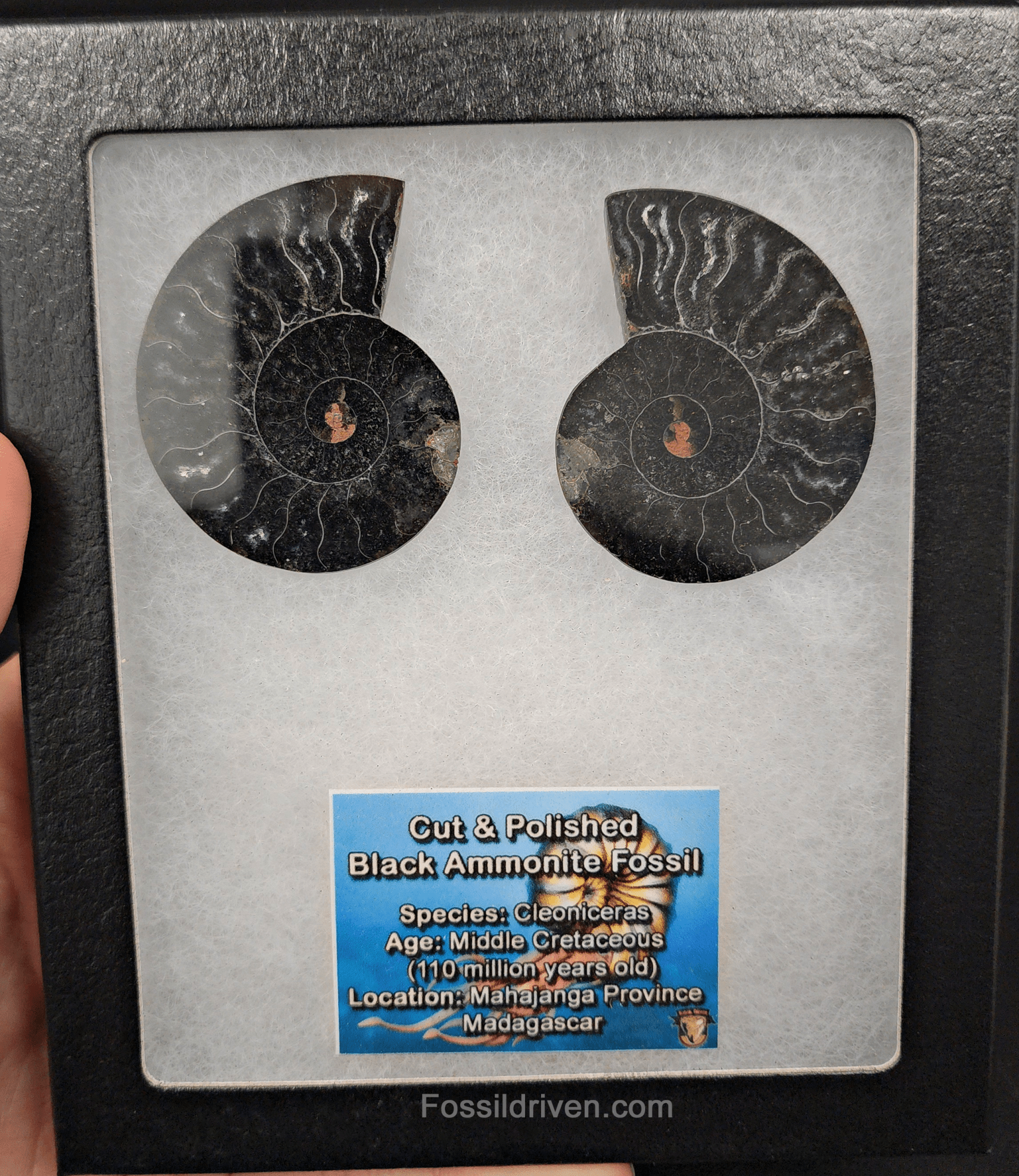 Cut & Polished Black Ammonite Fossil – 2.02" Display Specimen - Fossil Driven