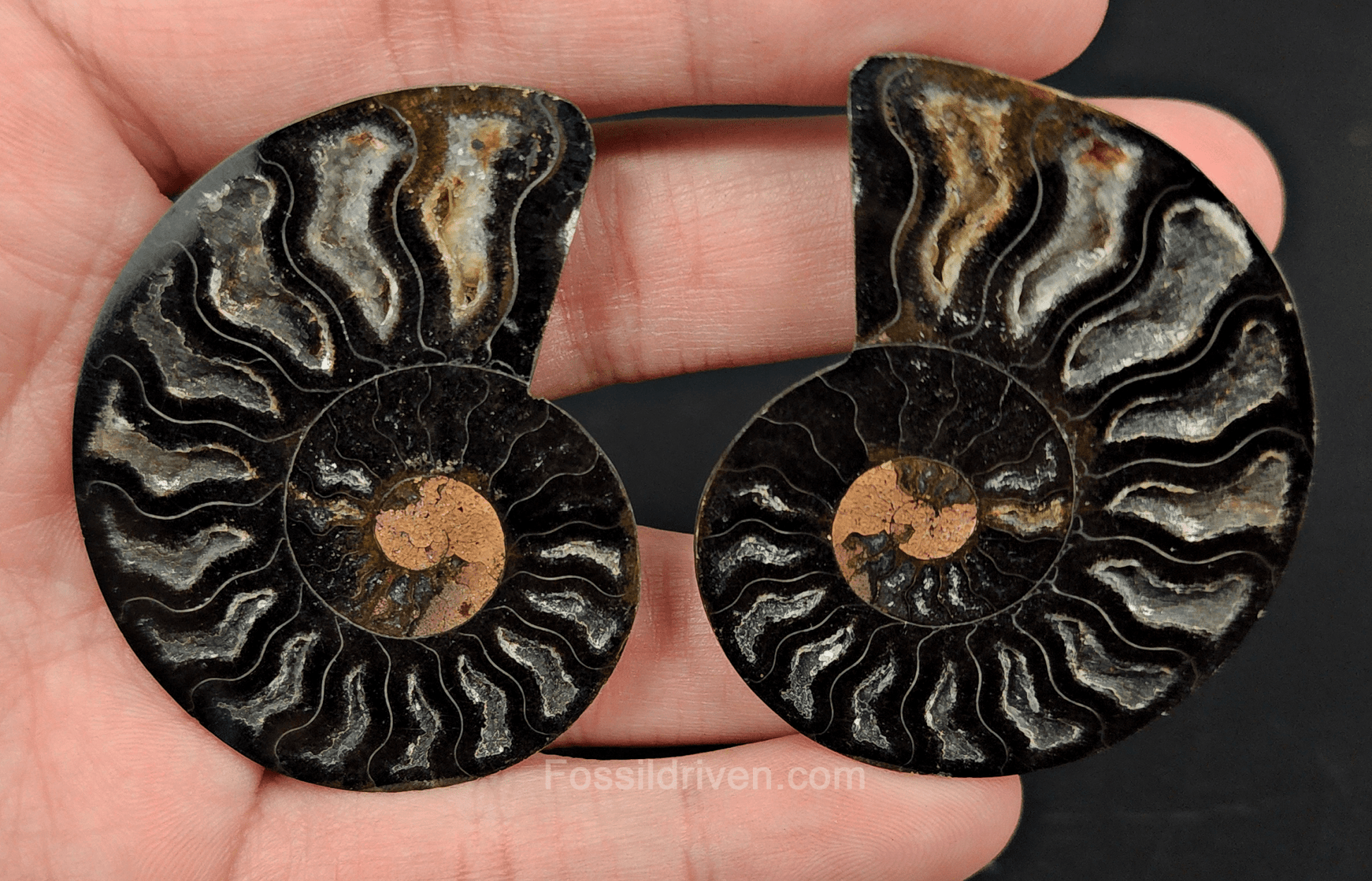 Cut & Polished Black Ammonite Fossil – 2.15" Display Specimen - Fossil Driven