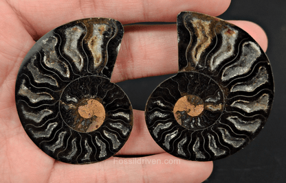 Cut & Polished Black Ammonite Fossil – 2.15" Display Specimen - Fossil Driven