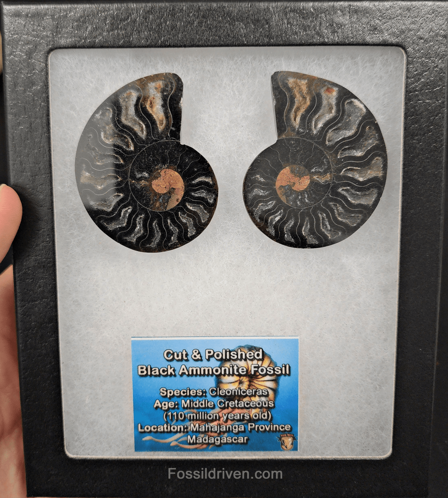 Cut & Polished Black Ammonite Fossil – 2.15" Display Specimen - Fossil Driven