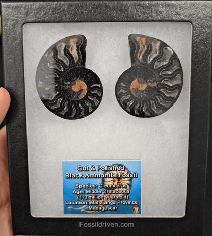 Cut & Polished Black Ammonite Fossil – 2.15" Display Specimen - Fossil Driven