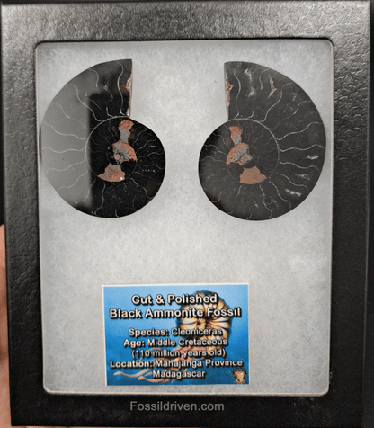 Cut & Polished Black Ammonite Fossil – 2.25" Display Specimen - Fossil Driven