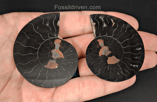 Cut & Polished Black Ammonite Fossil – 2.25" Display Specimen - Fossil Driven