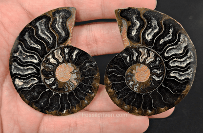 Cut & Polished Black Ammonite Fossil – 2.39" Display Specimen - Fossil Driven