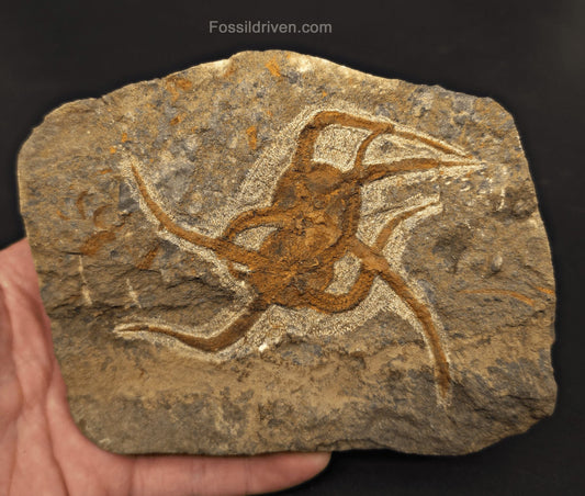 Double Fossil Brittle Star – Echinoderm Slab from Morocco - Fossil Driven