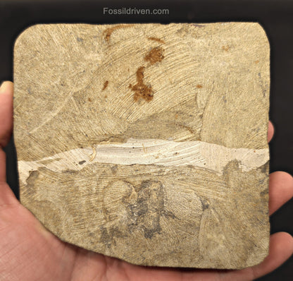 Double Fossil Brittle Starfish – Echinoderm Slab from Morocco - Fossil Driven