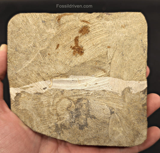 Double Fossil Brittle Starfish – Echinoderm Slab from Morocco - Fossil Driven