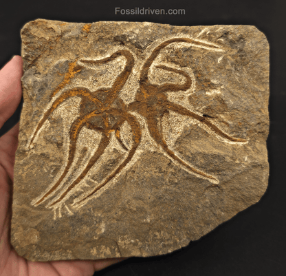 Double Fossil Brittle Starfish – Echinoderm Slab from Morocco - Fossil Driven
