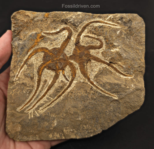 Double Fossil Brittle Starfish – Echinoderm Slab from Morocco - Fossil Driven