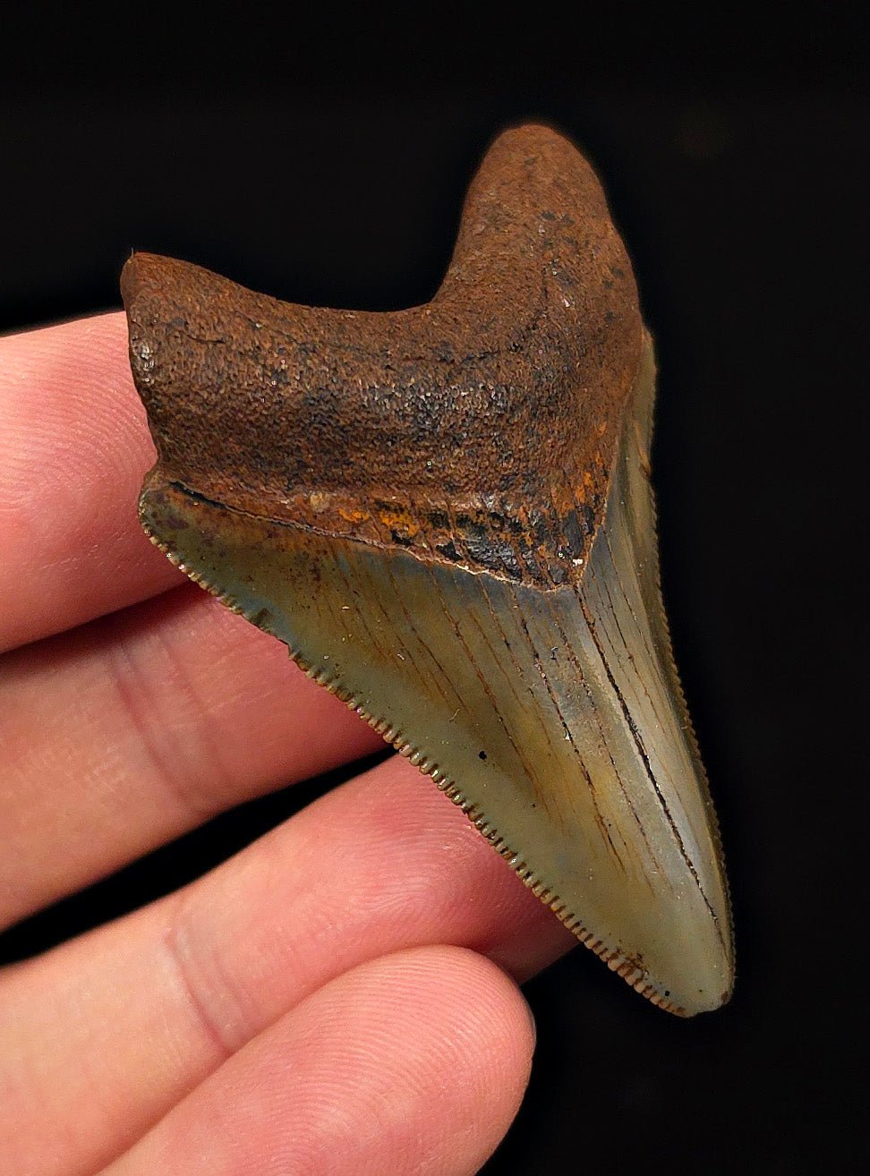 Extremely Rare, 2.20" Fossil Megalodon Tooth - Suwannee River, FL - Fossil Driven
