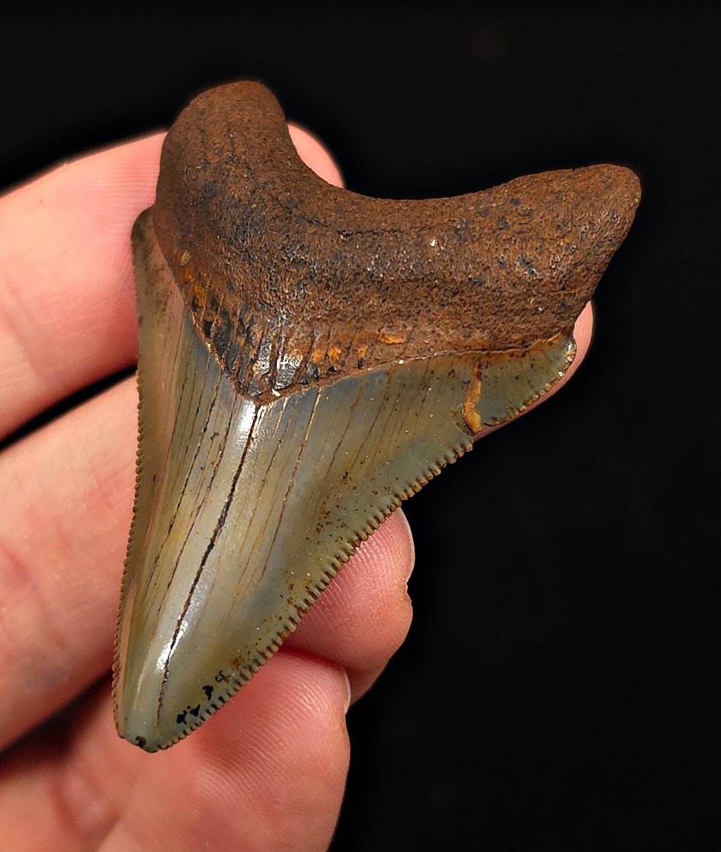 Extremely Rare, 2.20" Fossil Megalodon Tooth - Suwannee River, FL - Fossil Driven