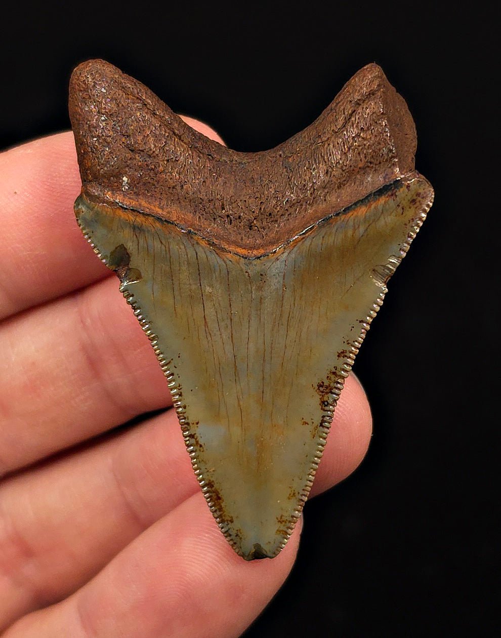 Extremely Rare, 2.20" Fossil Megalodon Tooth - Suwannee River, FL - Fossil Driven