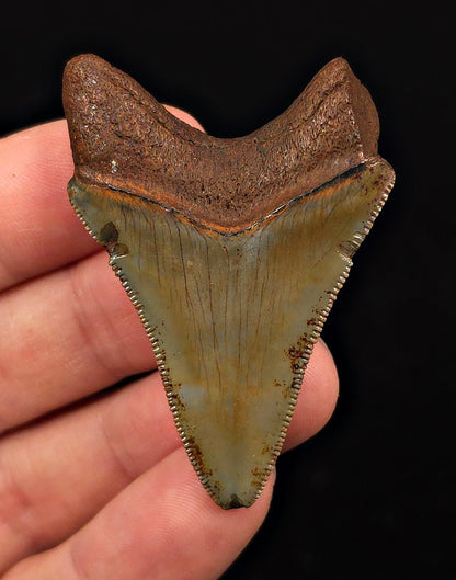 Extremely Rare, 2.20" Fossil Megalodon Tooth - Suwannee River, FL - Fossil Driven