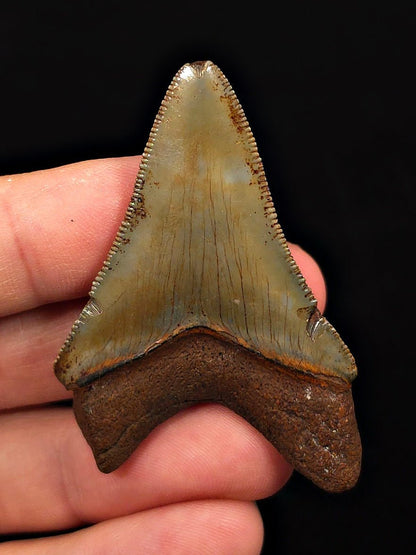 Extremely Rare, 2.20" Fossil Megalodon Tooth - Suwannee River, FL - Fossil Driven