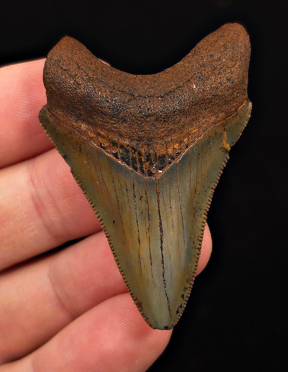Extremely Rare, 2.20" Fossil Megalodon Tooth - Suwannee River, FL - Fossil Driven
