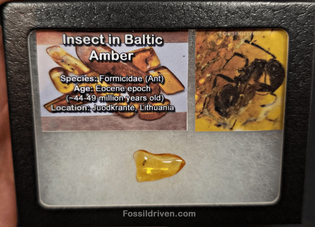 Fossil Ant (Formicidae) in Baltic Amber – 19.8mm Fossil Inclusion - Fossil Driven
