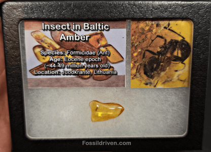 Fossil Ant (Formicidae) in Baltic Amber – 19.8mm Fossil Inclusion - Fossil Driven