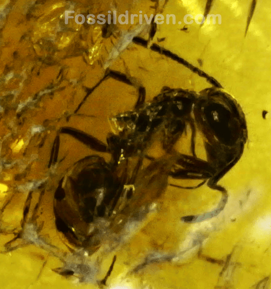 Fossil Ant (Formicidae) in Baltic Amber – 19.8mm Fossil Inclusion - Fossil Driven