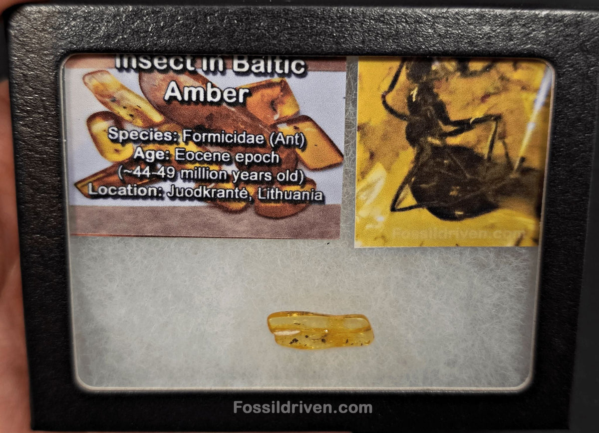 Fossil Ant (Formicidae) in Baltic Amber – 21.2mm - Fossil Driven