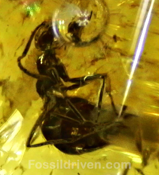 Fossil Ant (Formicidae) in Baltic Amber – 21.2mm - Fossil Driven
