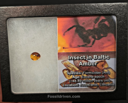 Fossil Ant (Formicidae) in Baltic Amber – 8.83mm Fossil Inclusion - Fossil Driven