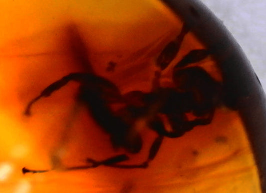 Fossil Ant (Formicidae) in Baltic Amber – 8.83mm Fossil Inclusion - Fossil Driven