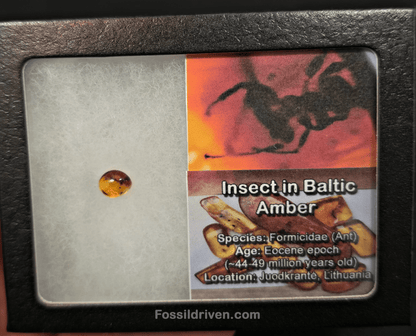 Fossil Ant (Formicidae) in Baltic Amber – 8.83mm Fossil Inclusion - Fossil Driven