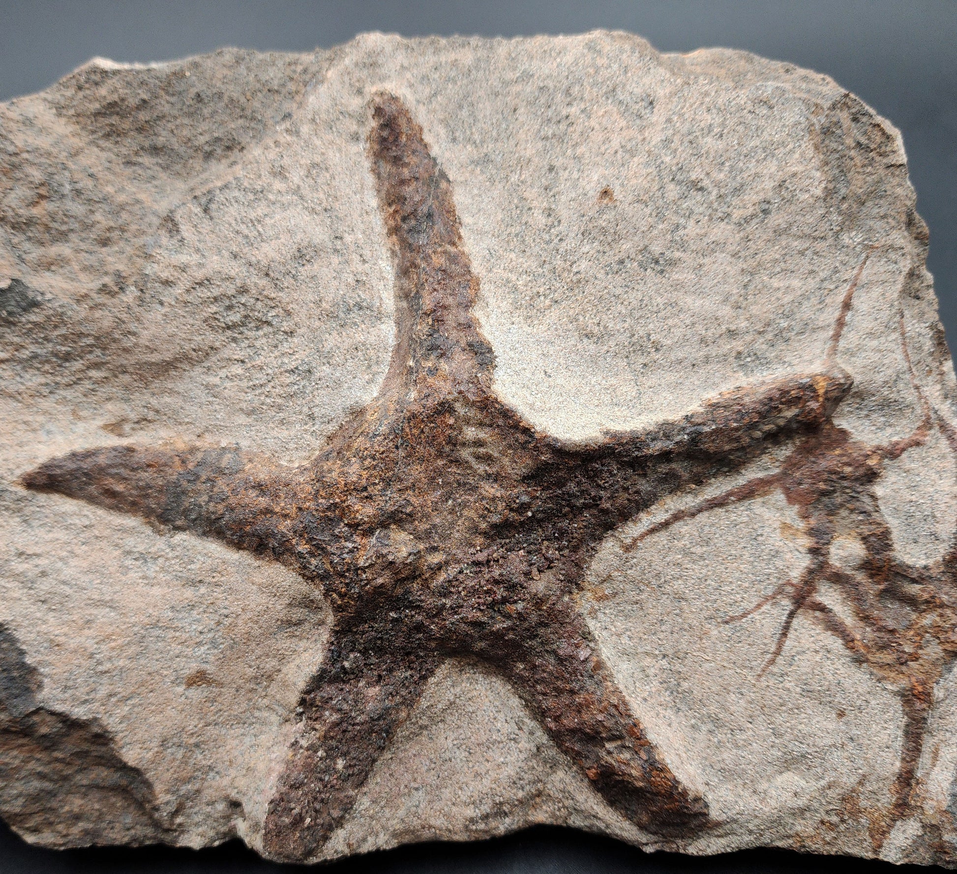 Close-up of fossil brittle star with curved arms on Jurassic slab from Morocco