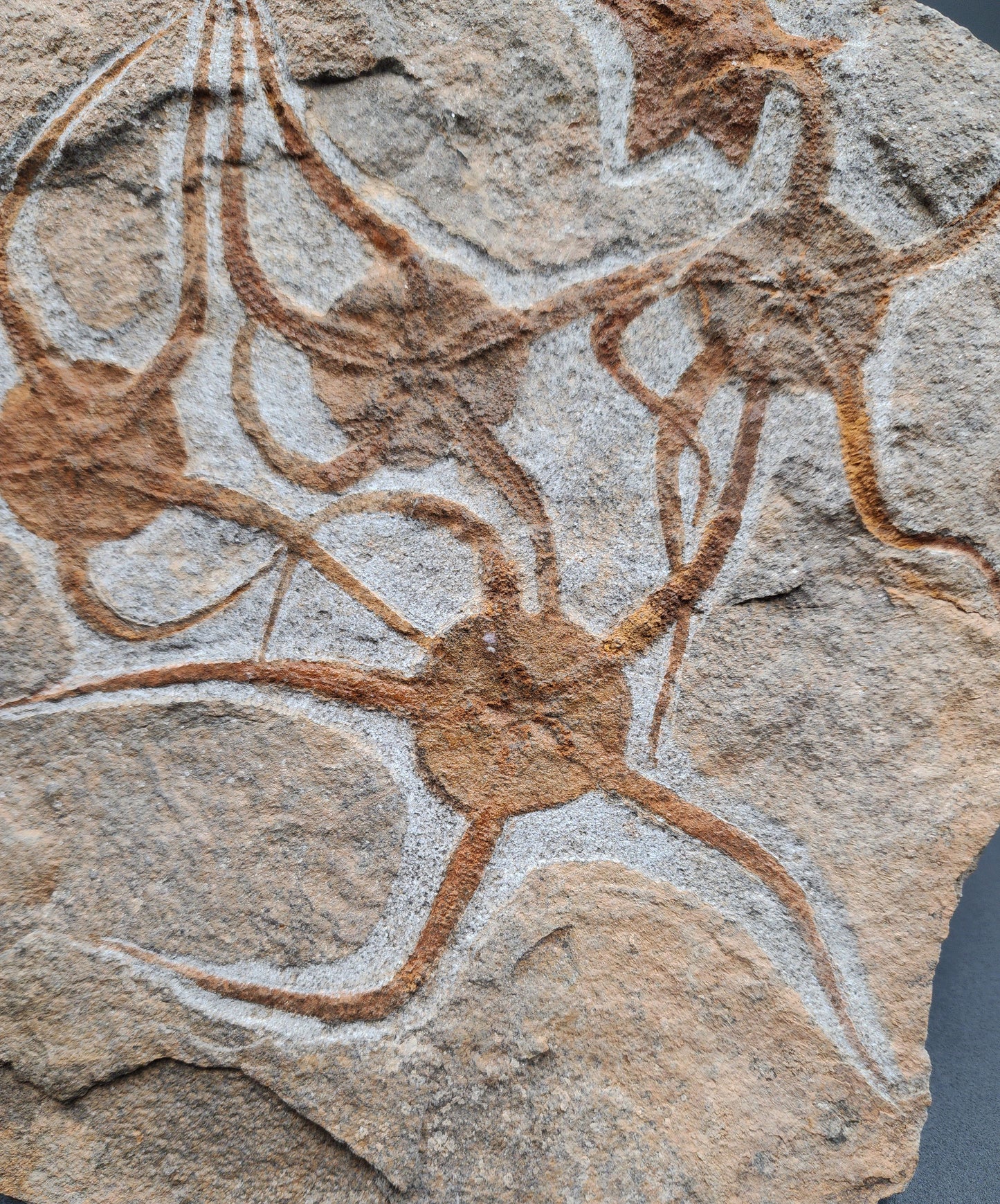 Detailed view of fossil brittle star with curved arms on Moroccan dual echinoderm slab