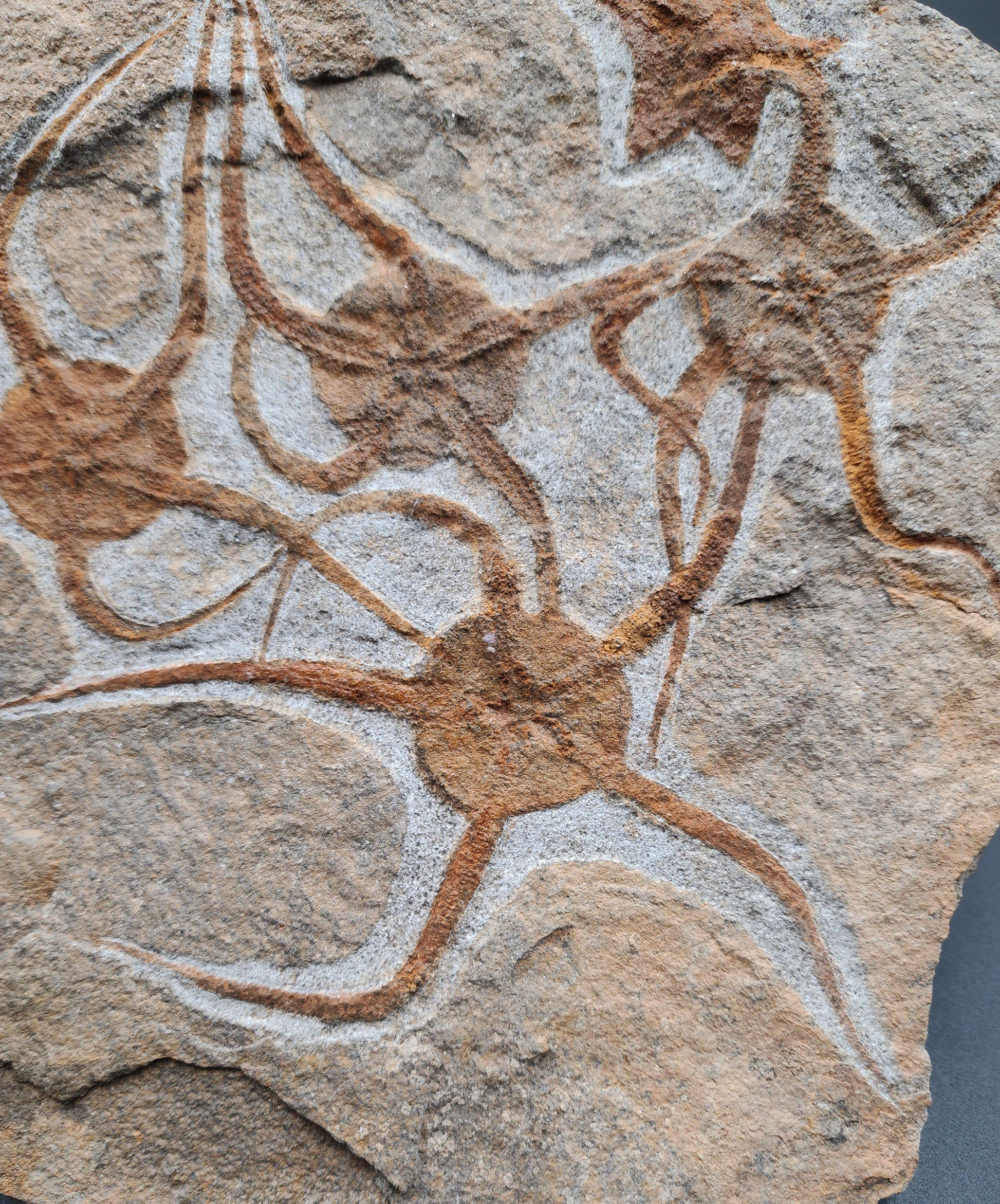 Detailed view of fossil brittle star with curved arms on Moroccan dual echinoderm slab