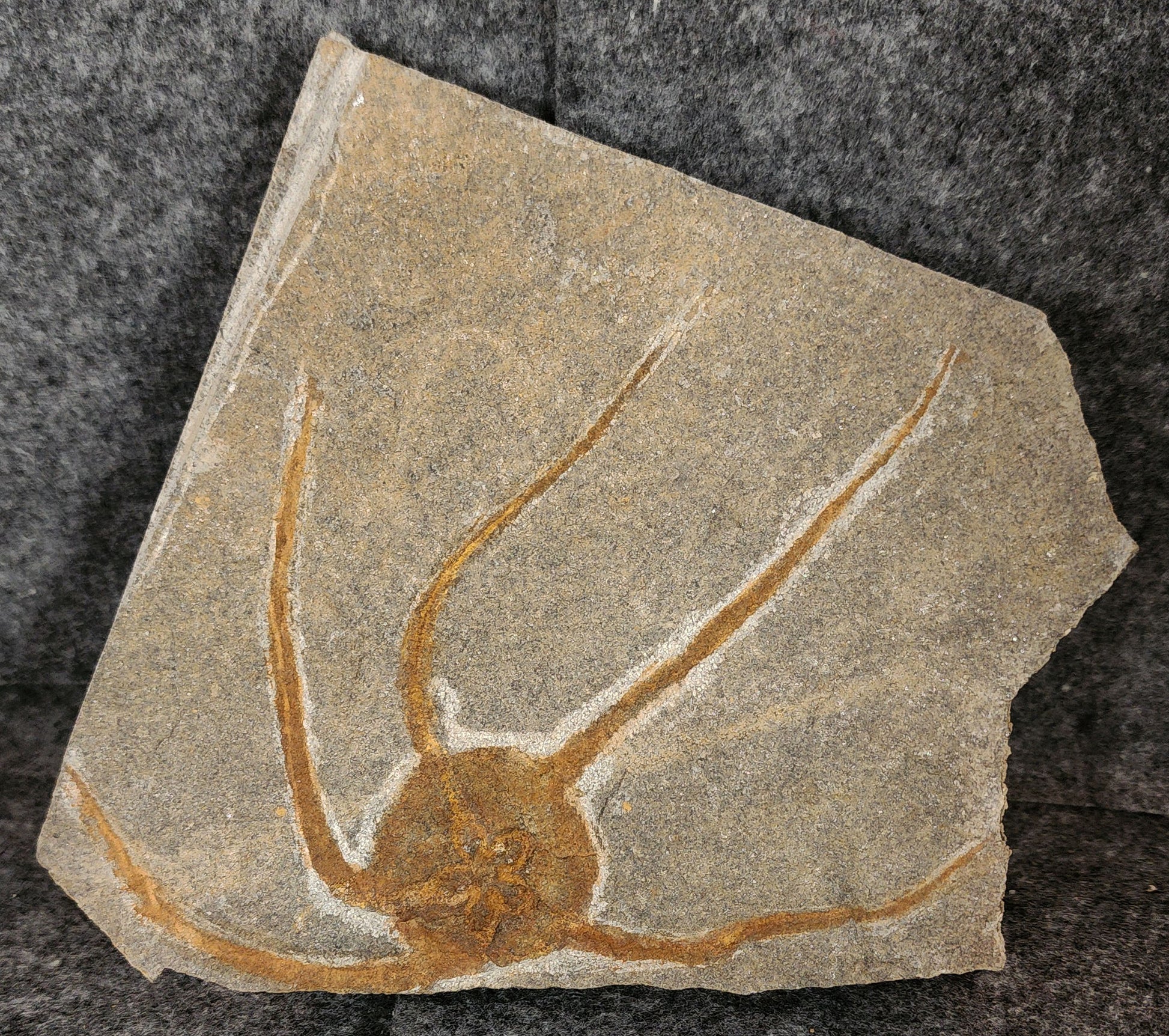 5.19-inch Jurassic fossil brittle star preserved on a 5.5-inch limestone matrix from Morocco