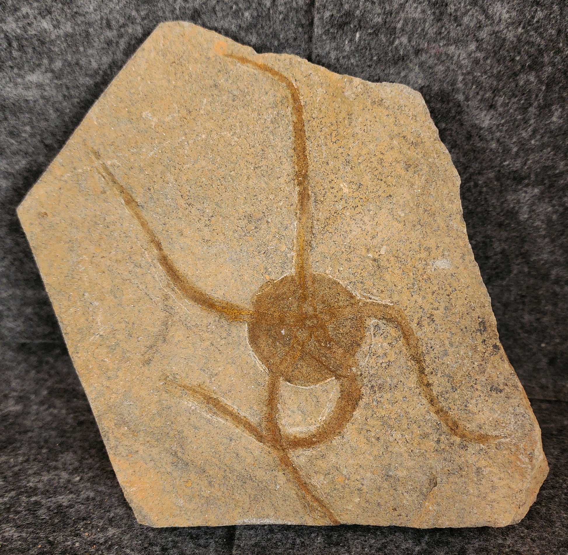 Fossil brittle star measuring 5.54 inches on a 6.75-inch Jurassic limestone matrix from Morocco