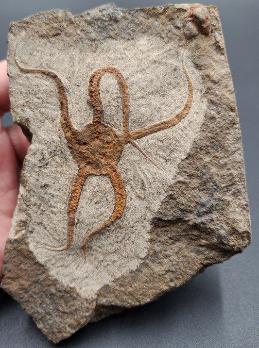Well-preserved fossil brittle star with five arms in natural stone matrix