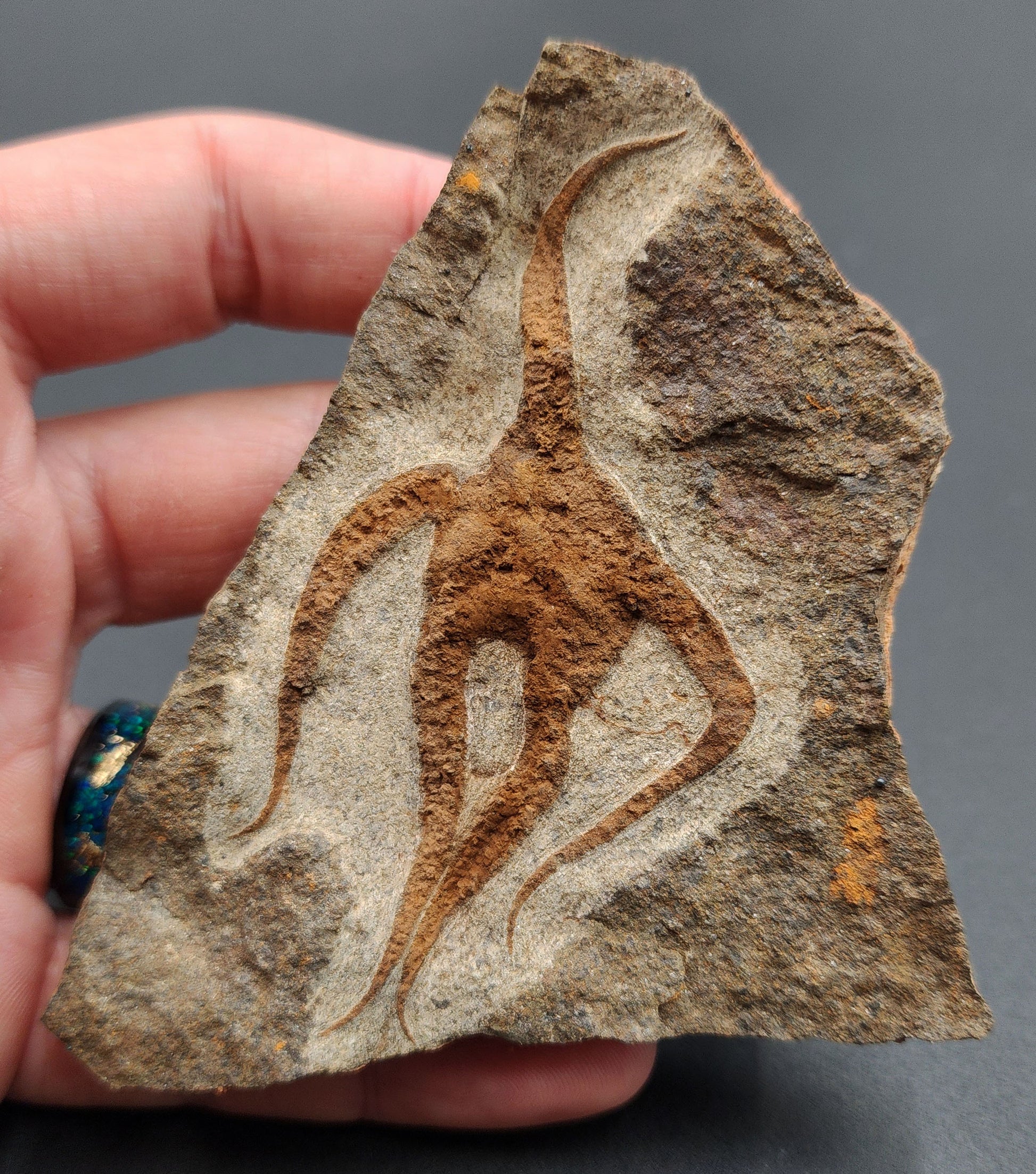 Fossil brittle star (Ophiuroidea) preserved in stone slab – detailed specimen with curved arms