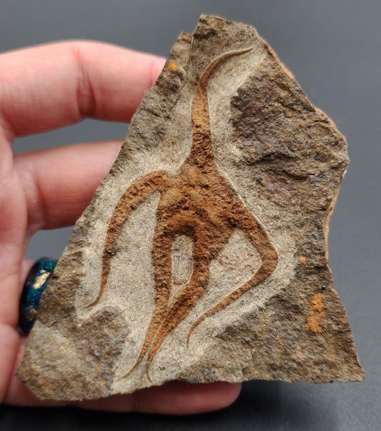 Fossil brittle star (Ophiuroidea) preserved in stone slab – detailed specimen with curved arms