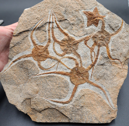 Fossil brittle star and starfish preserved together on echinoderm slab from Morocco – full front view