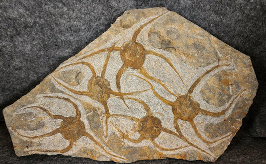 Set of five fossil brittle stars on a 10.75-inch Jurassic-era limestone slab from Morocco