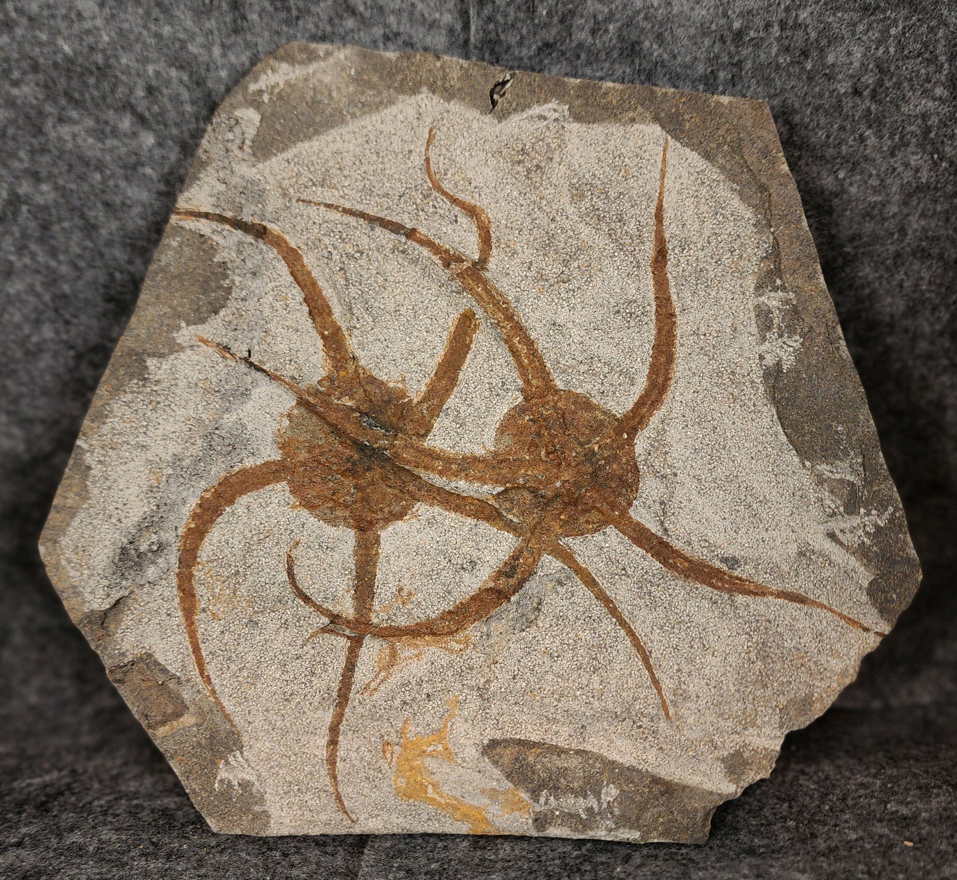 7.00-inch Jurassic fossil brittle stars preserved in limestone matrix from Morocco