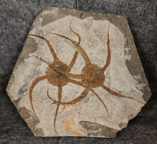 7.00-inch Jurassic fossil brittle stars preserved in limestone matrix from Morocco