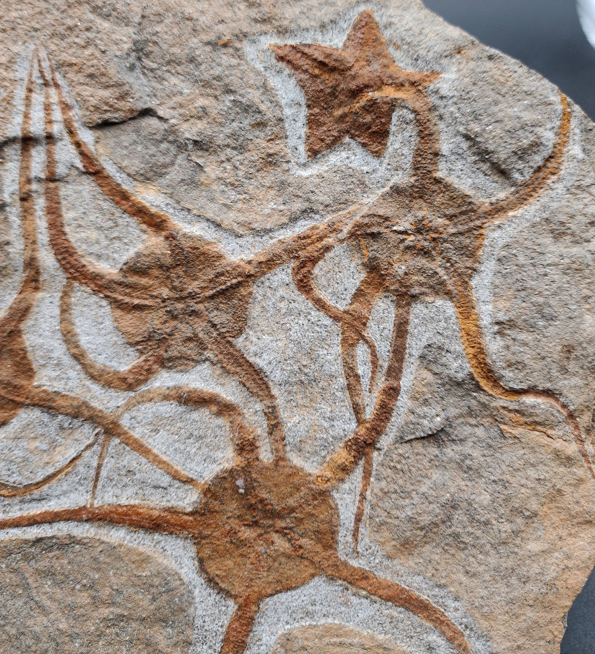 Angled view of Moroccan fossil slab featuring brittle star and starfish fossils