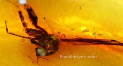 Fossil Long-Legged Fly (Dolichopodidae) in Baltic Amber – 12.2mm - Fossil Driven