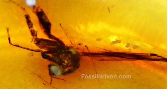 Fossil Long-Legged Fly (Dolichopodidae) in Baltic Amber – 12.2mm - Fossil Driven